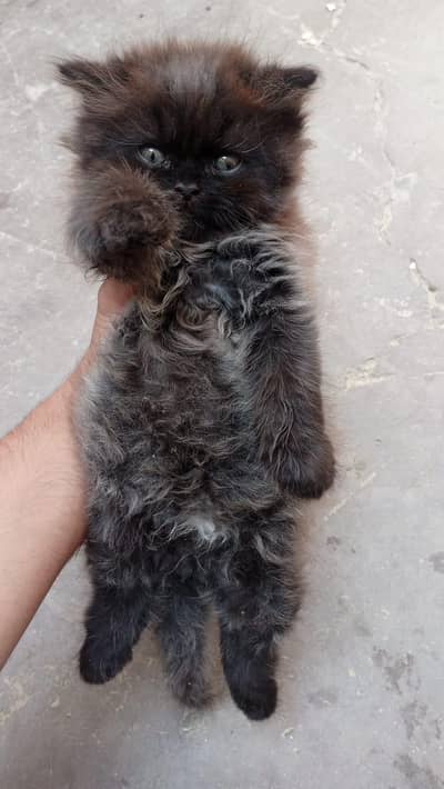 Persian Male kitten