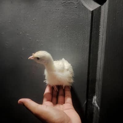 Healthy and special Turkey bird  Chicks