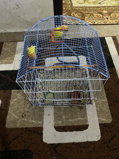 Love birds for sale