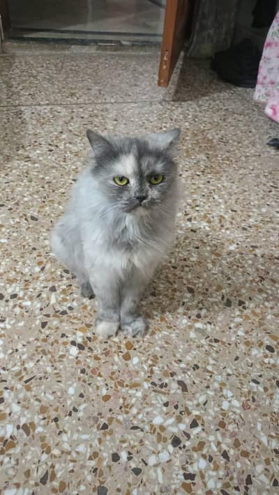 Persian Cat Double Coated