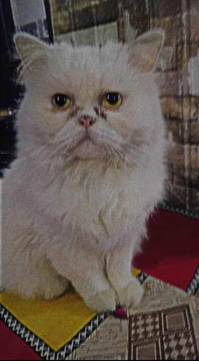 Top Quality Semi Punch Persian Cat Female - Litter Trained