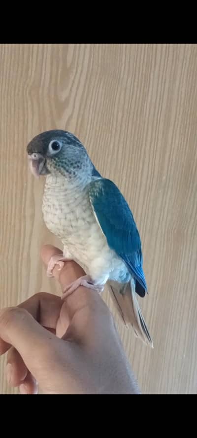 Blue Turquoise Hand Tamed and Lovebirds Pale Fallow, Albino, Creamino