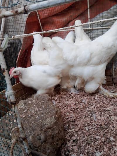 white heavy Cochin 1 male 3 female available for sale
