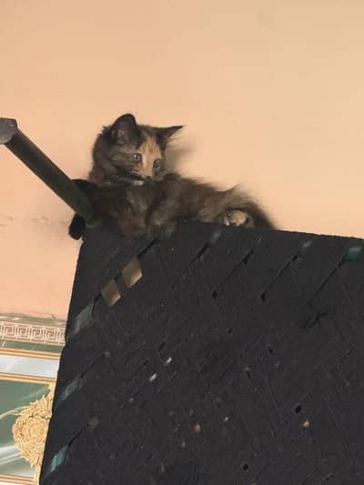 cute and innocent cat