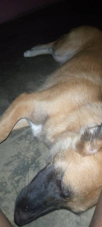Mix breed dog for sale
