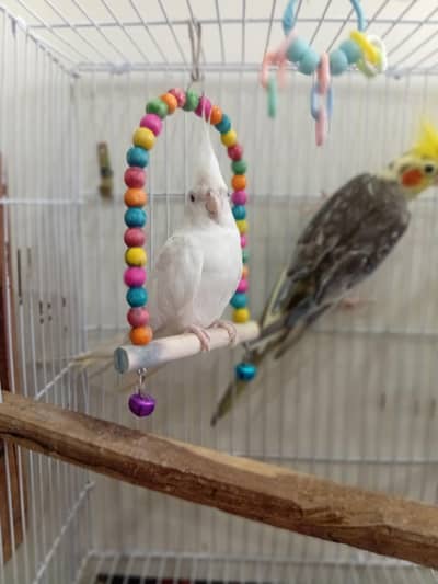coketail parrot pair