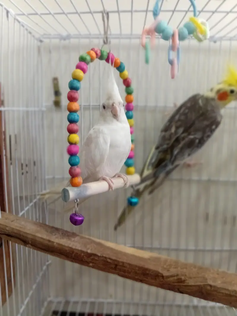 coketail parrot pair