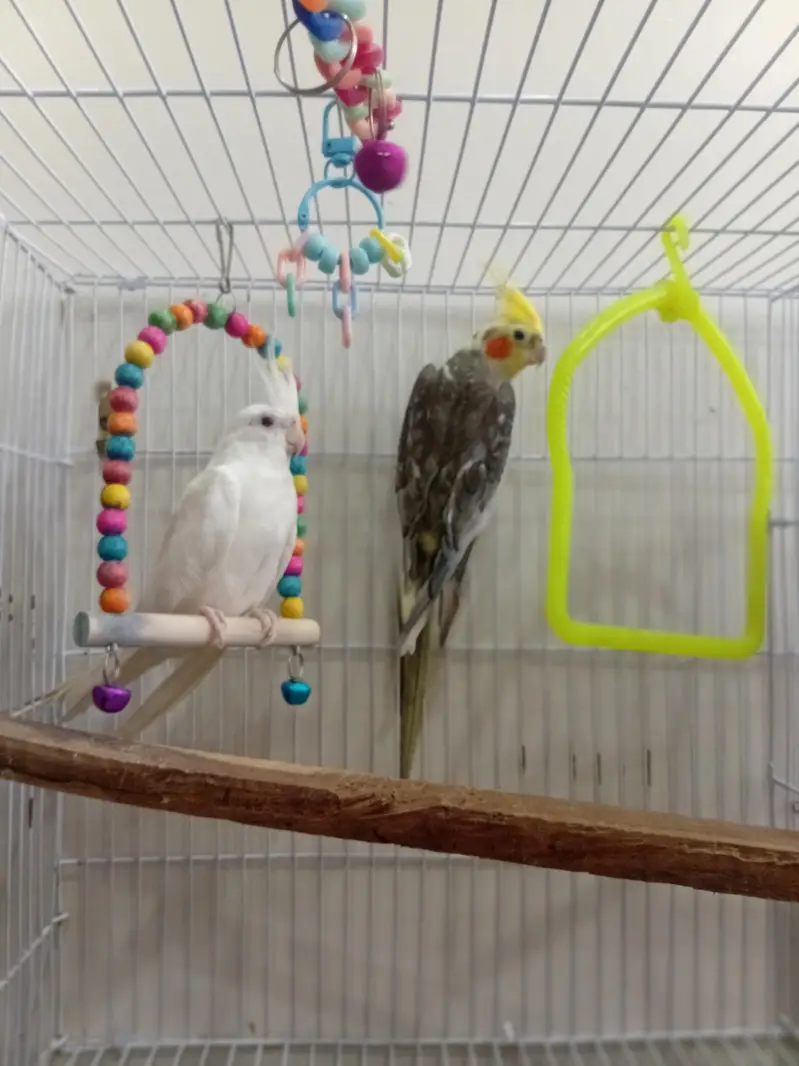 coketail parrot pair — photo 2