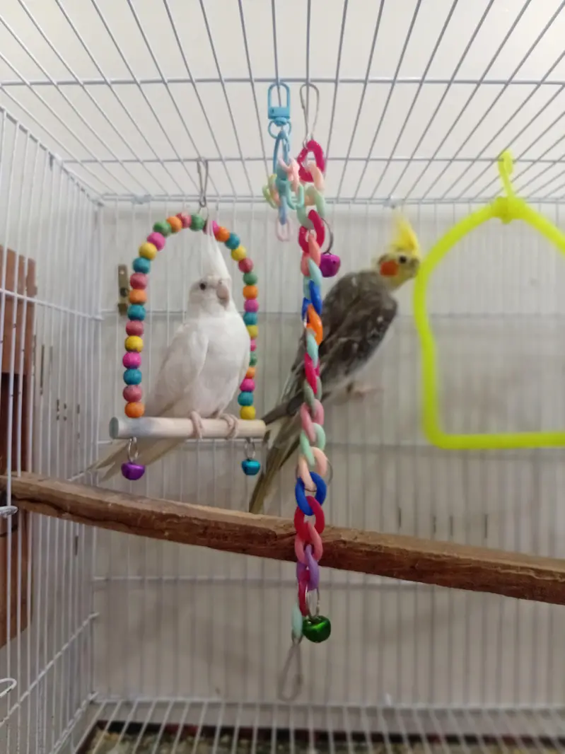 coketail parrot pair — photo 3