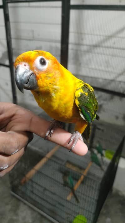 5 month old sonconure tame with dna  contact:03357225836