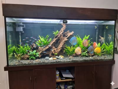 Aquarium 6 feet