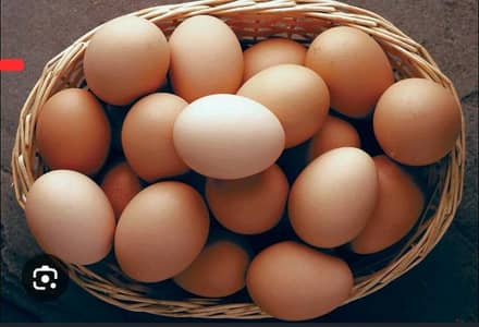 fresh fertile desi eggs