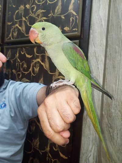 raw parrot jumbo size