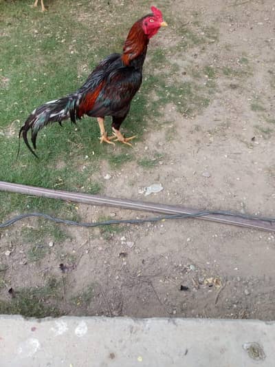 Aseel Murgha for sale.