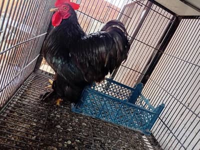 Bantam male