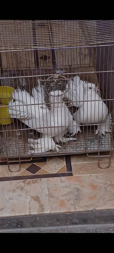 lakka pair high quality