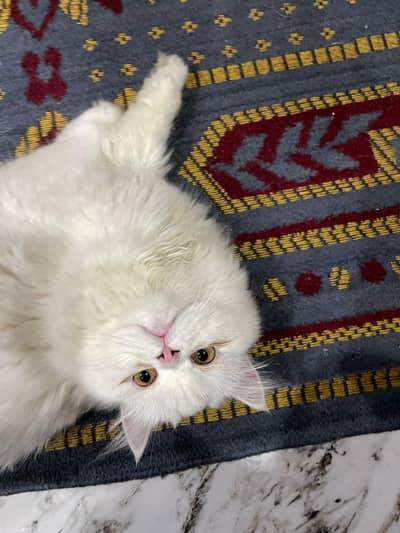 persian female cat for sale
