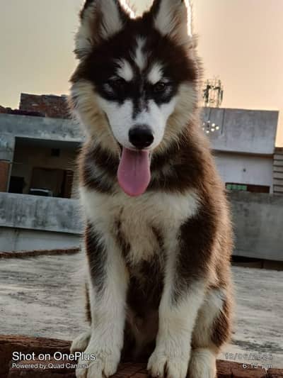 Husky wooly coat male and female puppy for sale