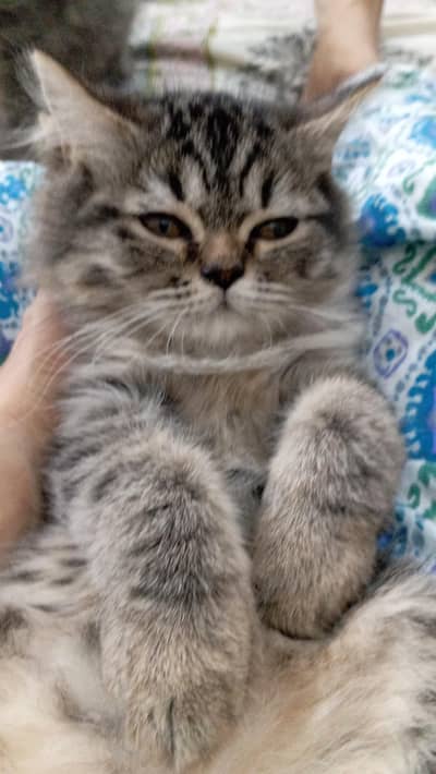 KITTEN AVAILABLE FOR SALE