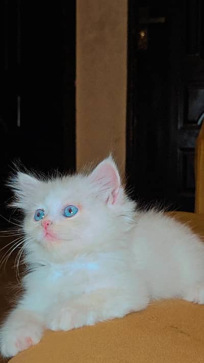 Persian cat