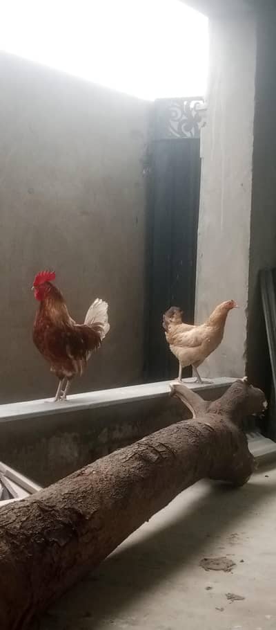urgent sale