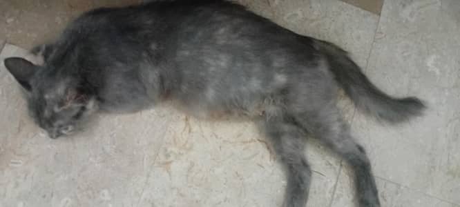 Persian cat with 4 local breed kittens