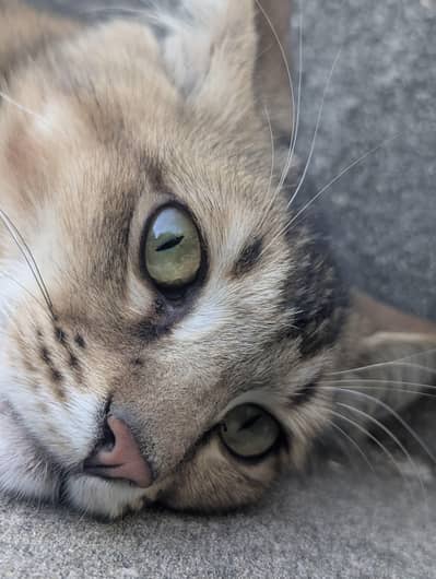 brown Persian cat for sale