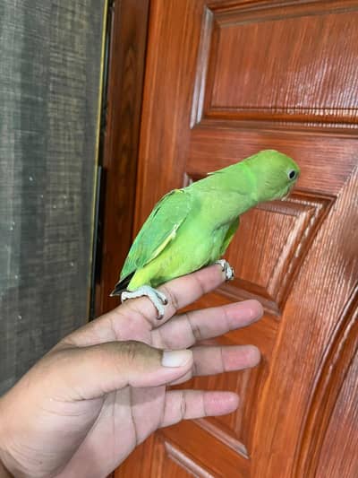 i want sale my tamed perrot very healthy and ac add read cative please