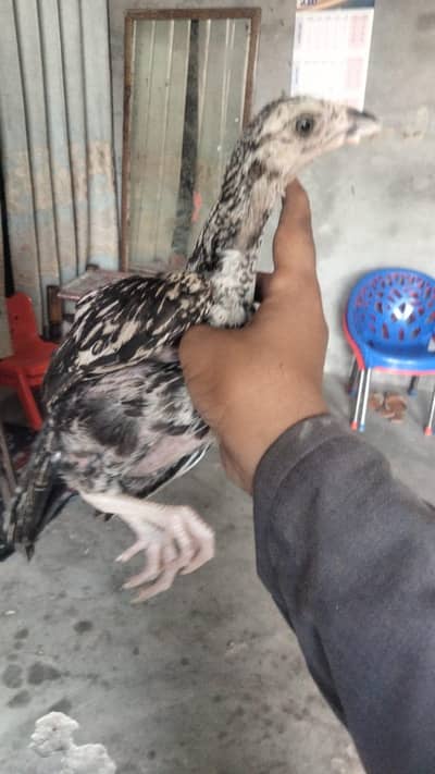 pure aseel chiks with mother hen