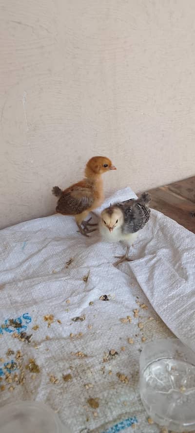 masallah bilkul fresh pair hai male or female hai