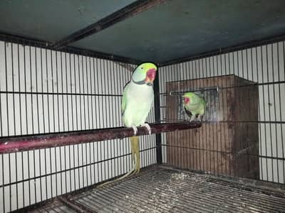Raw parrot