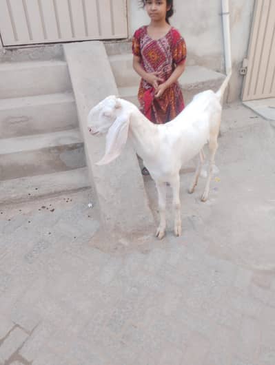 3 goats for sale