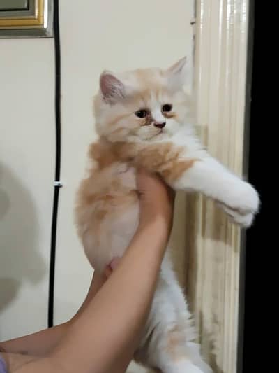 3 triple coated kittens and a female cat