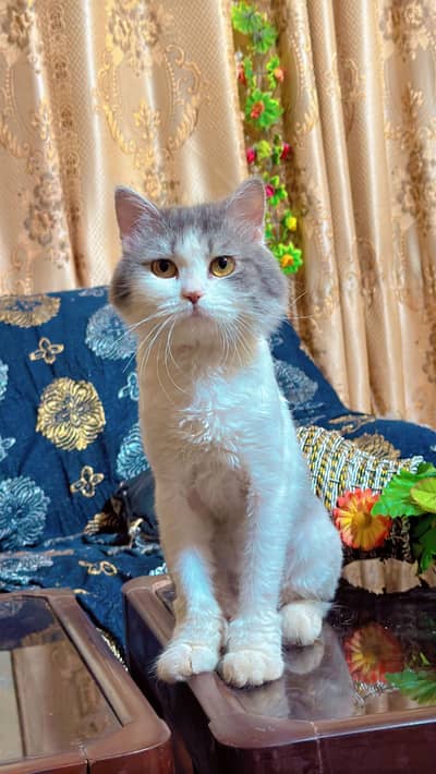 Persian cat very friendly with summer cut