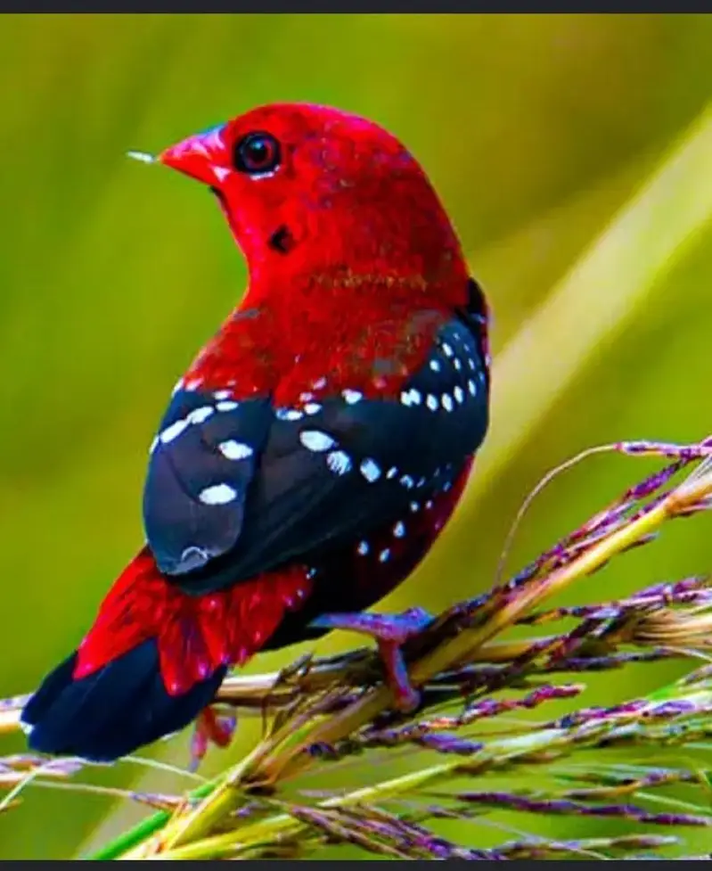 Red munia  finch, Full orange pair,Owl finch pair — photo 12
