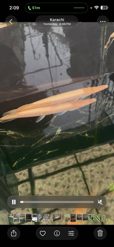Albino Aligator gar 1ft plus