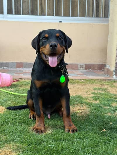Pedigree Rottweiler Puppy