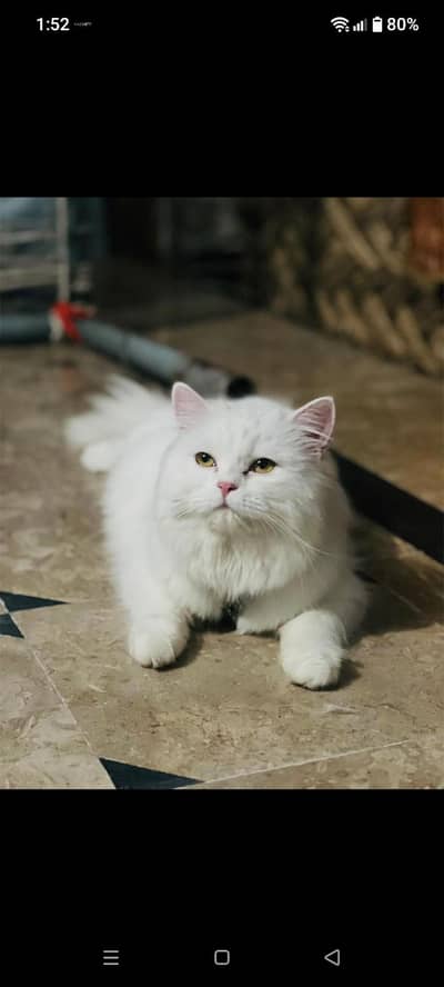 good cate