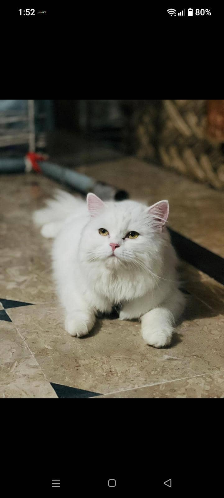 good cate 0