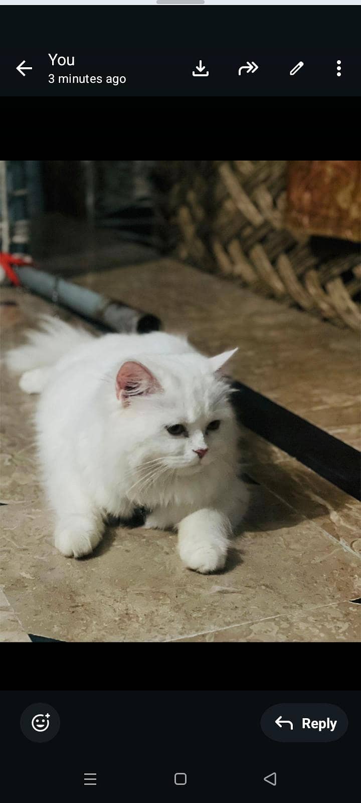 good cate 1
