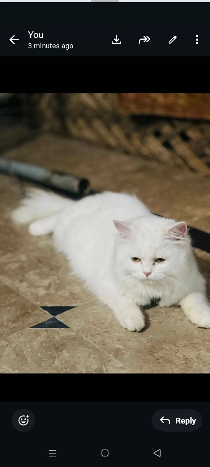 good cate 2