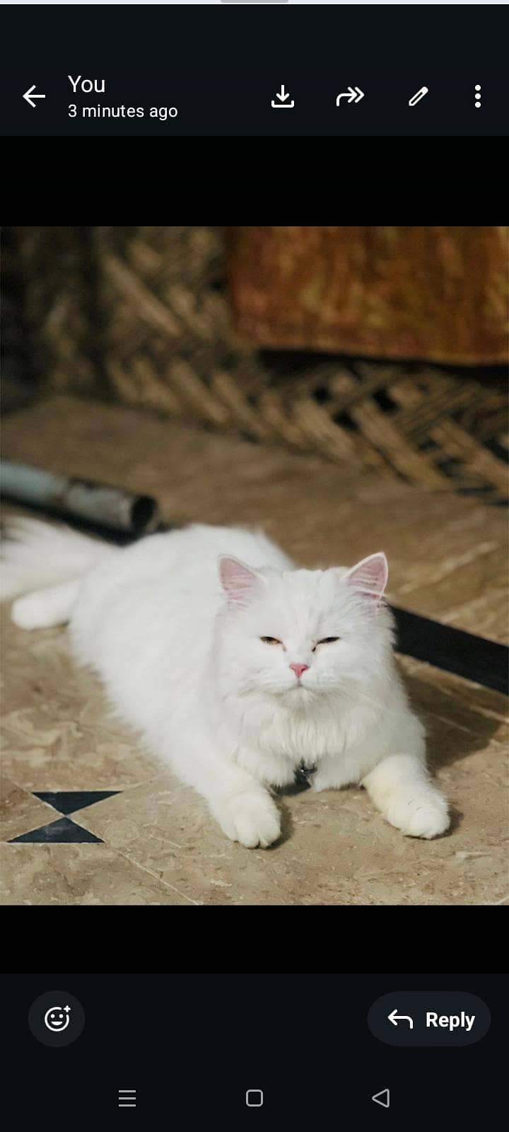 good cate 3