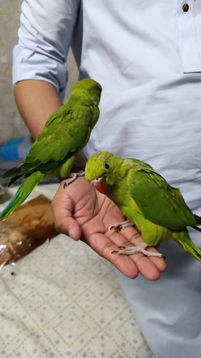 Parrot pair