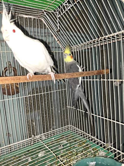 Breeding Cockatiel Pair (for sale) urgently