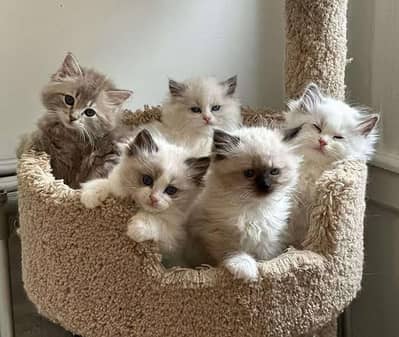 CASH ON DELIVERY( RAGDOLL KITTENS PURE BREED