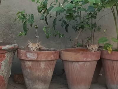 kittens for sale
