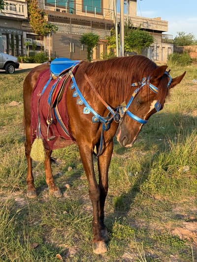 paka meza baz horse