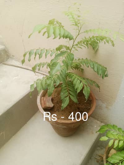 curry leave Plant
