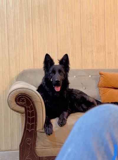 Black German big face big hight  03001622709