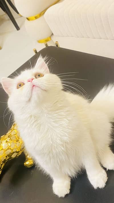 Persian Extreme Punch Face Gold Eyes Kitten